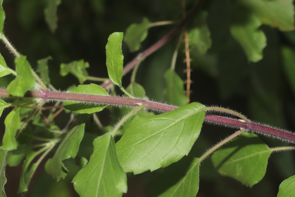 Ocimum basilicum var. basilicum L.